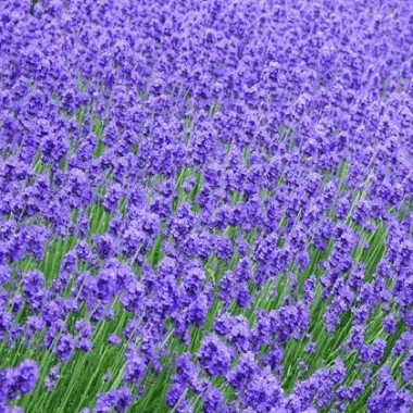 Des images de diff�rentes plantes